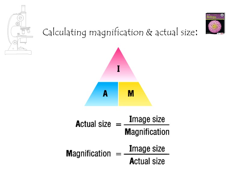 Calculating magnification & actual size: